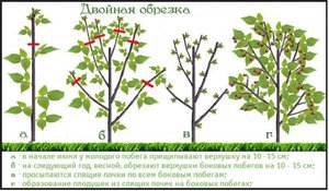 Способы выращивания малины