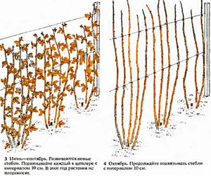 Места для посадки малины