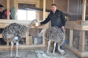 Помещение для страусов в частном доме