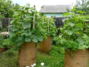 Огурцы растут в бочках  фото