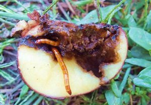 Какие есть вредители у картофеля
