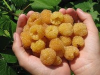 Описание желтой малины