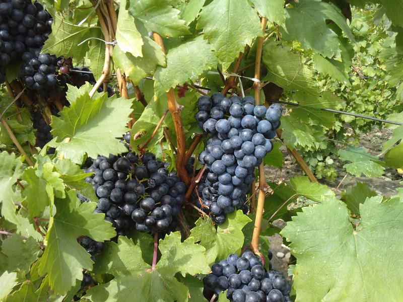 Вкусовые качества сорта Правила посадки винограда