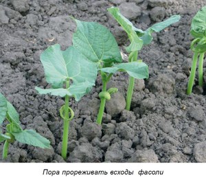Садим фасоль  
