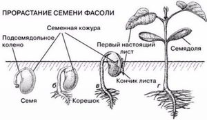 Схема посадки фасоли  