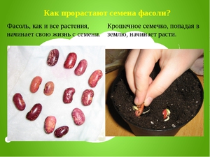 Как растить фасоль  