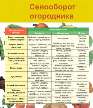 Что посадить после чеснока