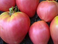 Описание сорта томата Вельможа