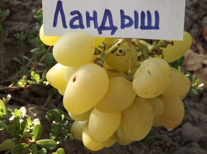 Как вырастить виноград ландыш