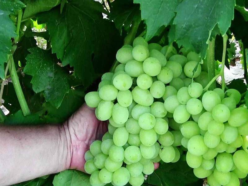 Виноград Ландыш способы выращивания Как выглядит виноград ландыш