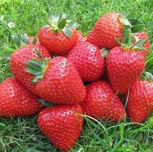 Как правильно ухаживать за клубникой Элиане