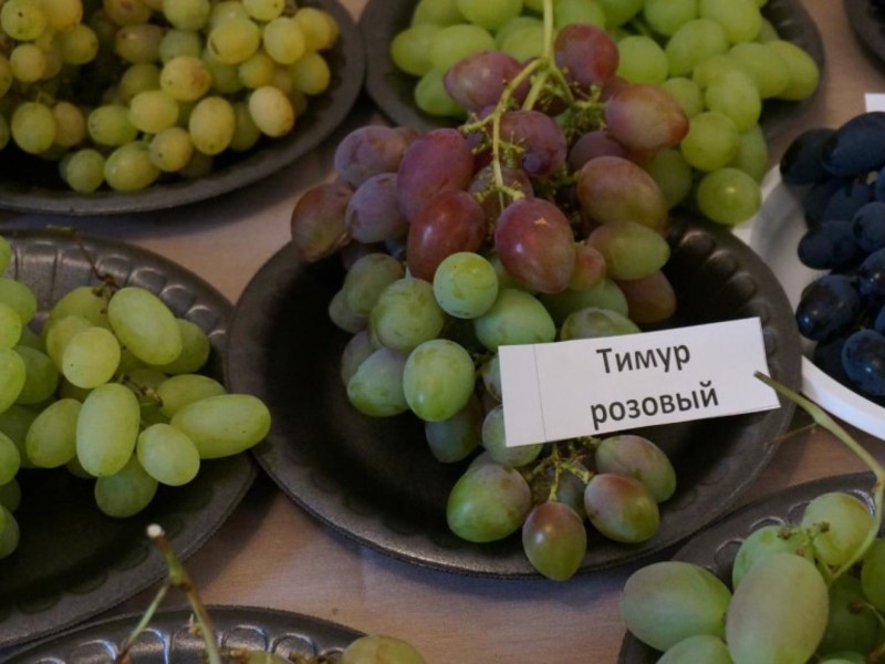 Виноград тимур на тарелке изображение Виноград тимур на тарелке фото