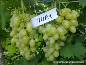 Правила посадки винограда