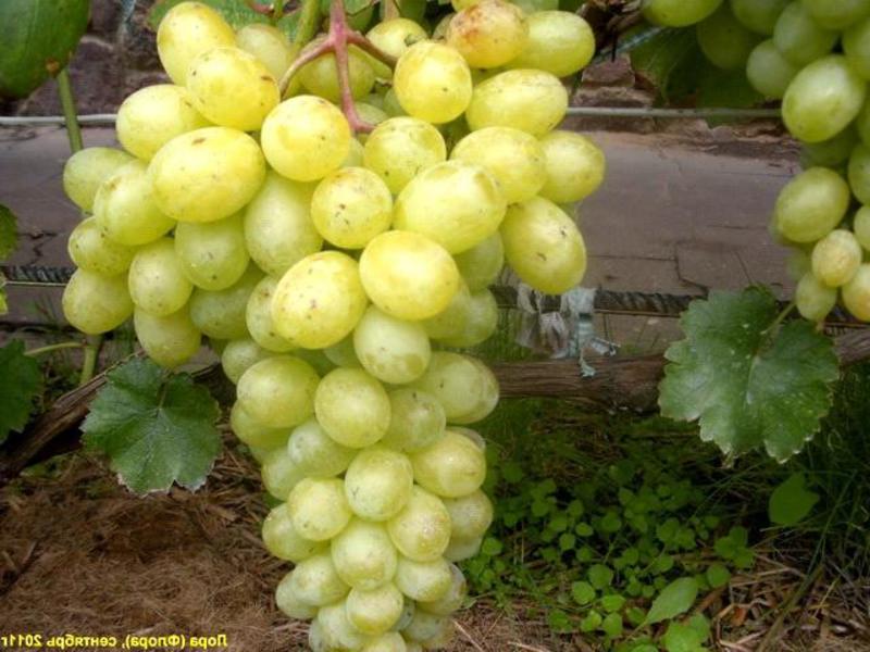 Виноград Лора Виноград Лора