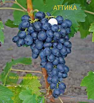 Способ выращивания аттики
