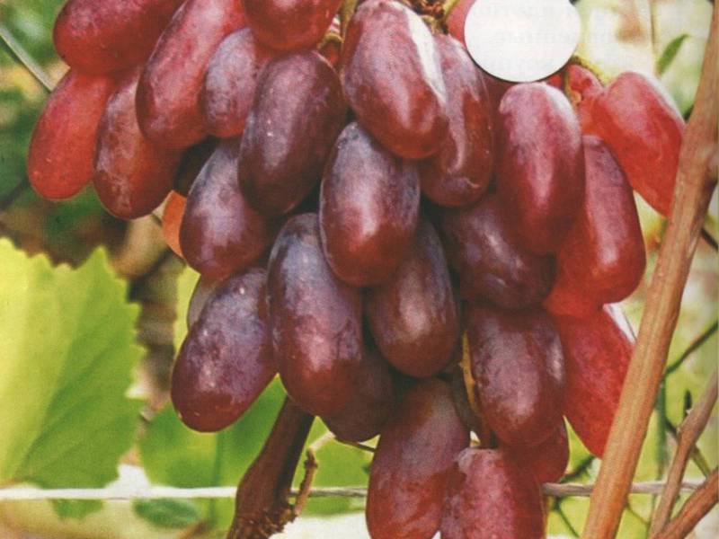 Как посадить виноград Посадка винограда