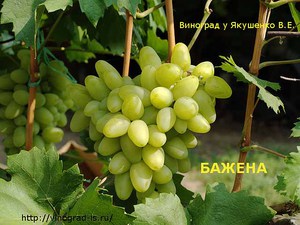 Правила посадки винограда