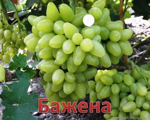 Сорт винограда бажена