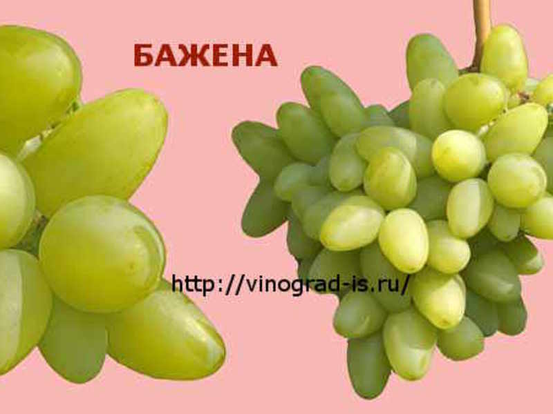 Бажена - гибридная форма винограда, Сорт винограда