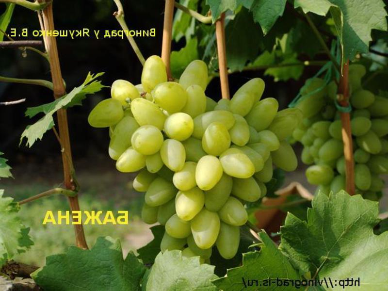 Описание сорта винограда Сорт винограда бажена