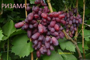 Как вырастить сорт ризам ат