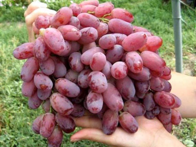 Виноград ризамат Вкус винограда ризамат