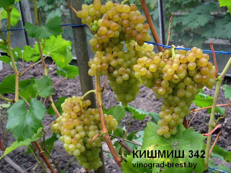 Виногорад Кишмиш 342 Урожай виногорада Кишмиш 342