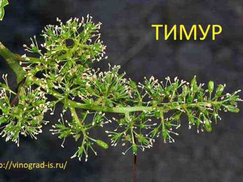 Виноград Тимур соцветие изображение Виноград Тимур соцветие фото