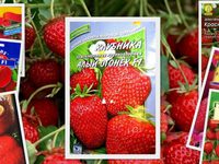 Выращивание клубники из семян