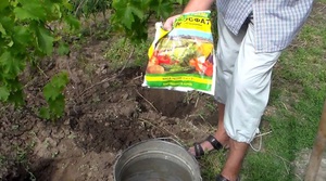 Описание прикорневой весенней подкормки винограда
