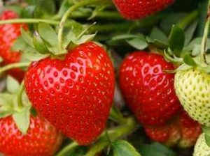  Подкормка клубники дрожжами 