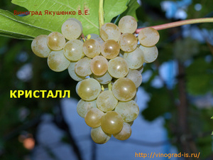 Как высаживать виноград сорта Кристалл