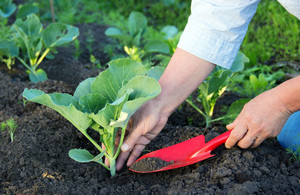 Как внести подкормку капусте