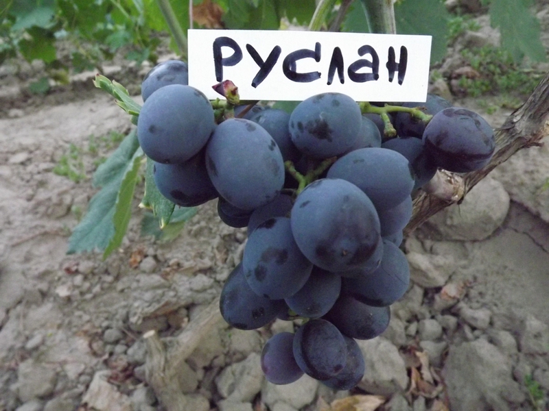 Сорт винограда руслан Способы выращивания руслан