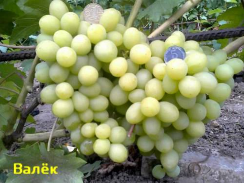 Сорт винограда валек Сорт винограда валек описание