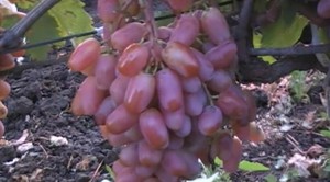 Сорт винограда сенсация