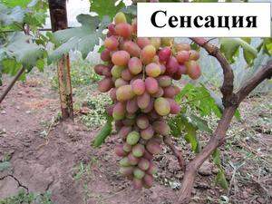 Какой на вкус виноград сенсация