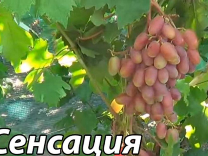 Саженцы винограда Сенсация Как посадить виноград