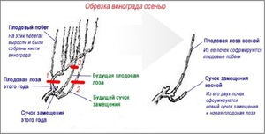 Как правильно обрезать виноградную лозу