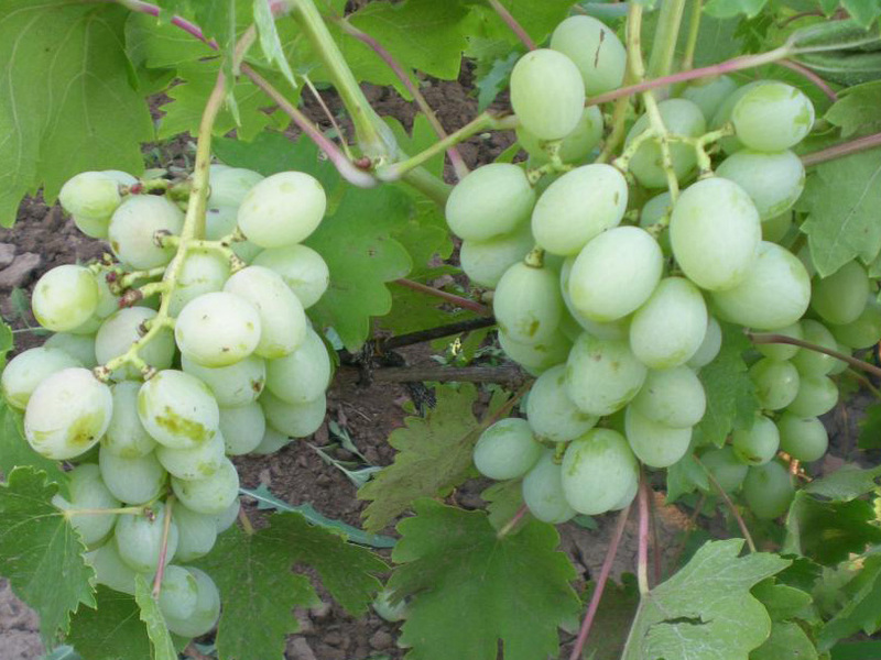 Способы выращивания винограда Богатяновский Вкус винограда Богатяновский