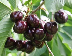 Черешня Ипуть-посадка и уход