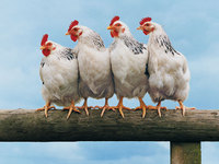 Питание кур