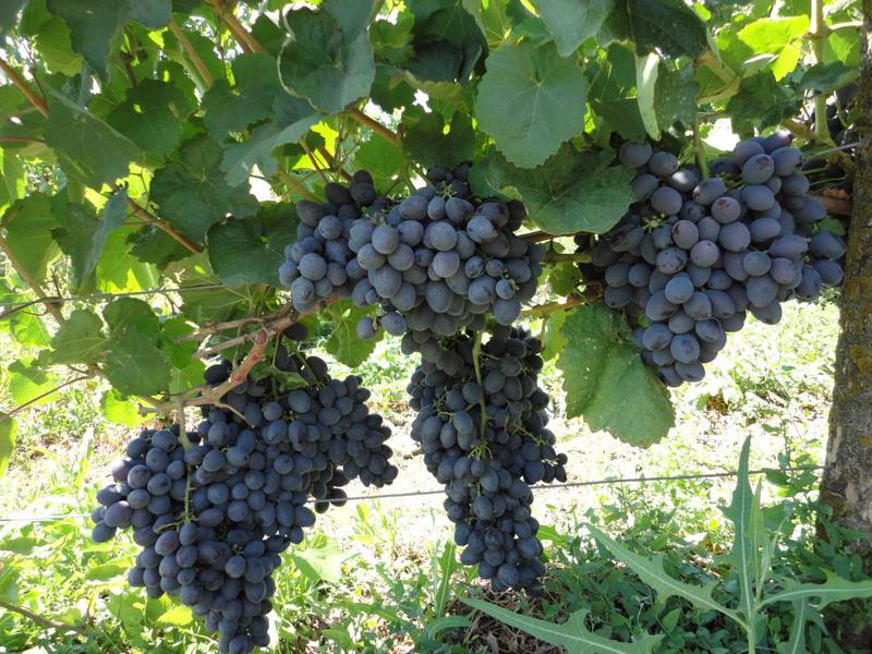 Калорийность винограда