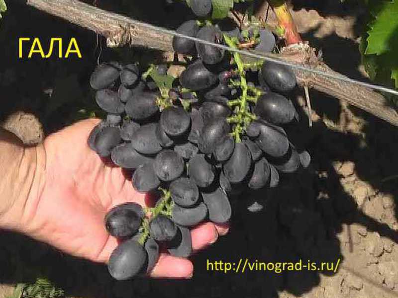 Столовая форма виноград