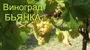 Как посадить виноград