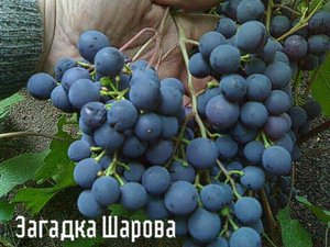 Кусный виноград загадка шарова