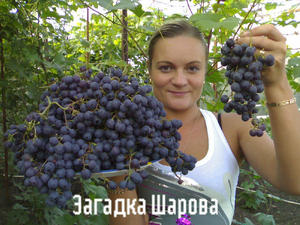 Правила посадки винограда