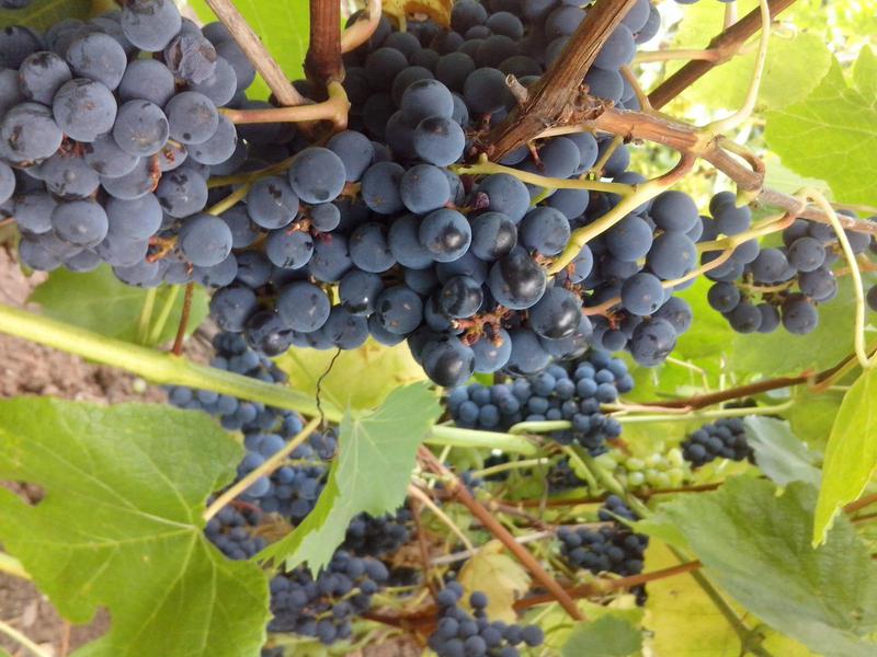 Как правильно посадить виноград Виноград сорта загадка шарова