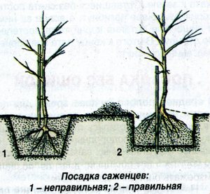 Правила посадки груши