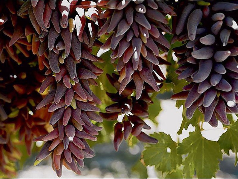 Какой на вкус виноград  ведьмины пальчики